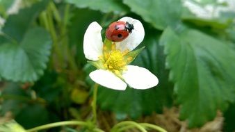 ladybug on strawberry flower