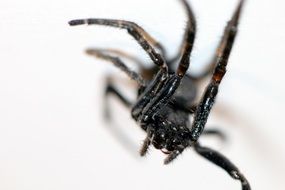 black spider on a white surface