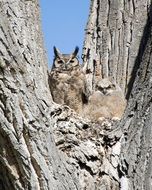 Great Horned Owl among large stones on a sunny day