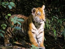 tiger cub among nature