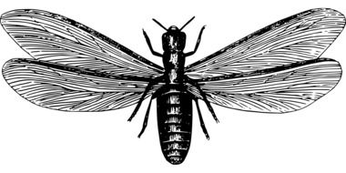 Termite Fly drawing