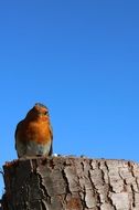 a small insectivorous bird robin