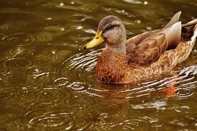 brown duck on water