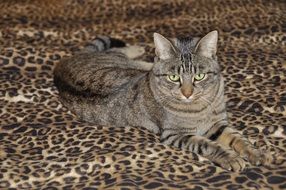 Picture of the domestic cat is lying