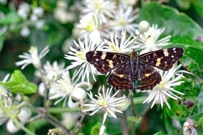 Butterfly on the white flowers