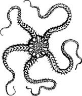 painted echinoderm
