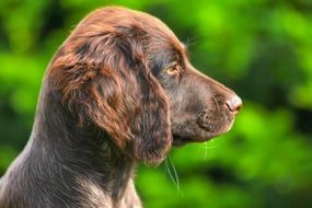 purebred puppy in profile closeup