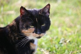 lucky domestic cat outdoor