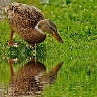 duck heading to the water