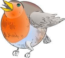 drawing of a robin bird on a white background