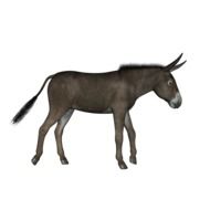 Walking brown donkey clipart