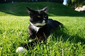 black and white cat is lying on the grass