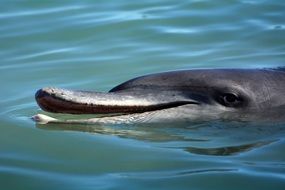 happy Dolphin