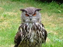 cute lovely Owl