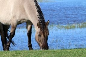 Horses Browser