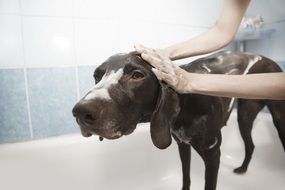 human and Dog in a Shower
