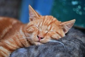 quiet cat sleep