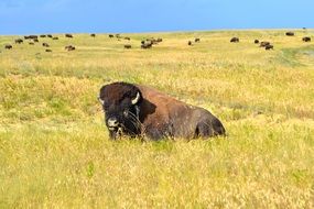bison resting on the meadow