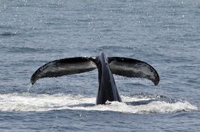 Humpback whale in a ocean