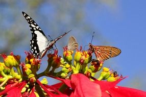 butterflies on a flower