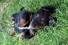hybrid Dog Puppy