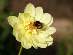 Insect on yellow dahlia flower