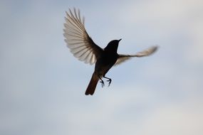 Bird in the flight