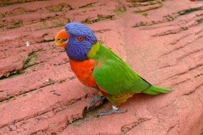 Beautiful Exotic Colorful parrot