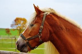 portrait of red farm horse with white mane