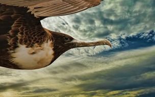 bird in flight macro photo