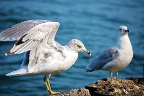 Seagulls on the stones near the water