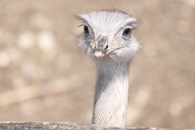 head of a white ostrich close up