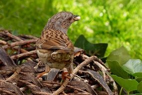 prunella modularis bird with grain on nest