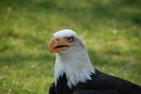 Black and white raptor