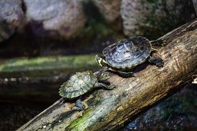 Turtles on a fallen tree