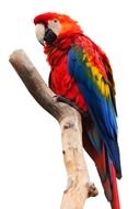 colorful macaw parrot on a branch