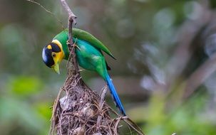bright broadbill close up