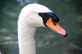 Portrait of White swan