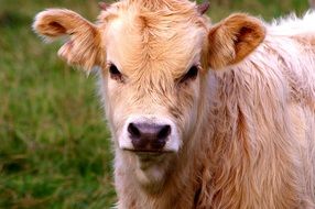 cute red young calf