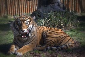 tiger lies on the ground