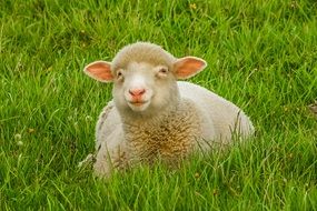 white sheep among bright green grass