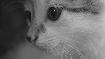 monochrome portrait of Happy white kitten