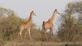 walking giraffes in the HluhluweâImfolozi park