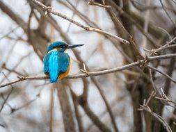 blue Kingfisher Bird Nature Colorful
