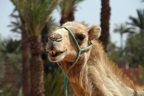 camel in the wild in morocco