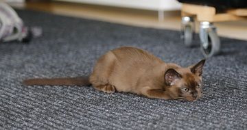 burmese kitten