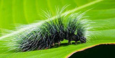 hairy caterpillar close