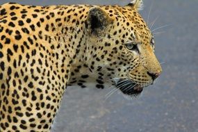 profile portrait of a leopard