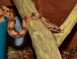 Boa Constrictor Imperator on wooden log