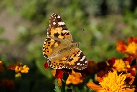 spotted butterfly on bright flowers close up